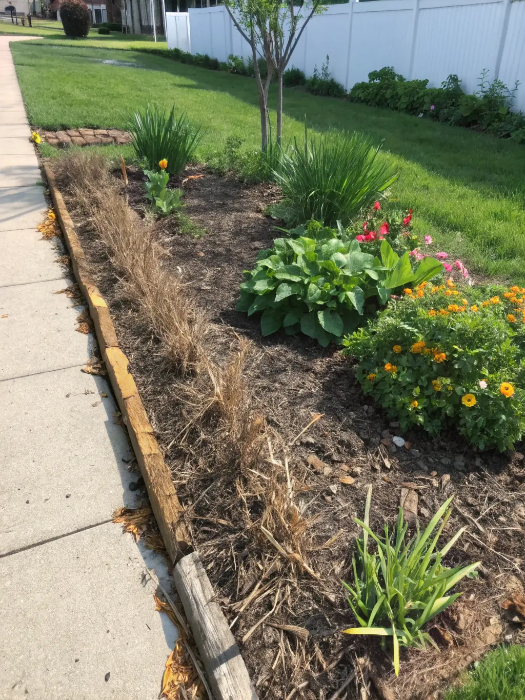 A before-and-after shot of a yard transformed by Code Green Mowers, showing the removal of dense overgrowth and brush.